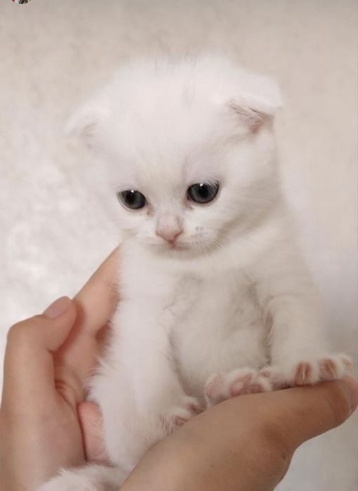 Чистокровные белые котята породы Scottish Fold и Straight.