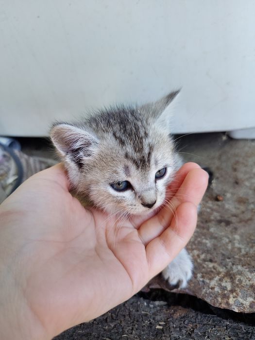 Отдам котят в добрые руки!
Все котята — девочки