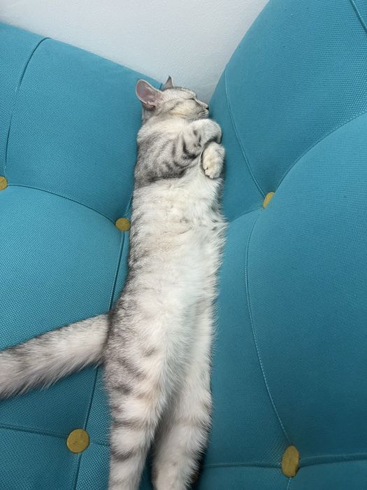 Котенок британец