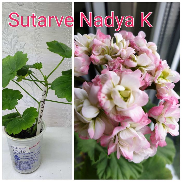 Сортовая пеларгония - купить в Новосибирске, цена 200 руб., продано 8 июля 2023