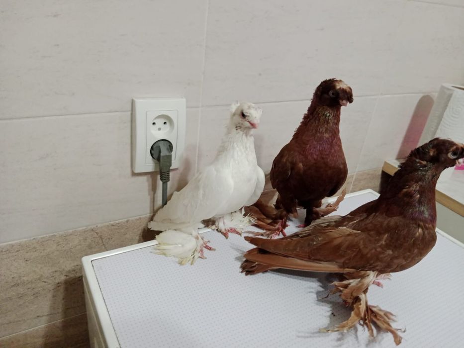 Продам   голубей