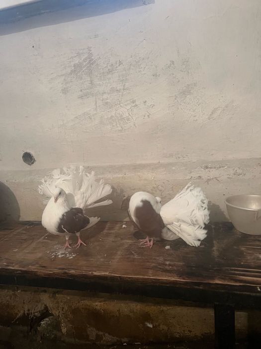 Продам голубей павлиноа