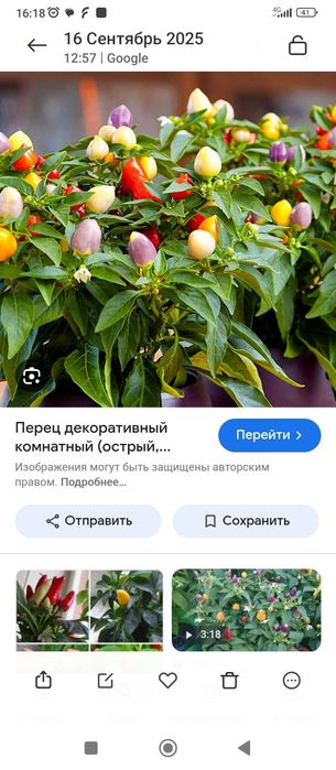 Перчик комнатный