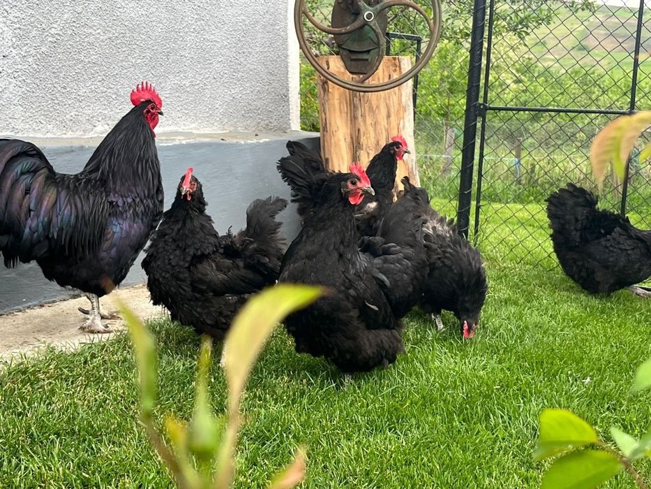 Găini Australorp