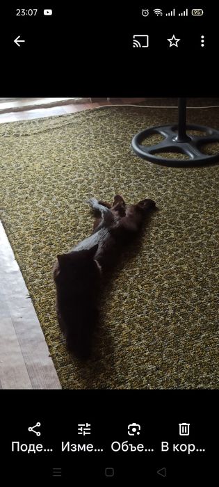 Продам кота породистый