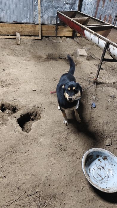 Күшіктер сатылады