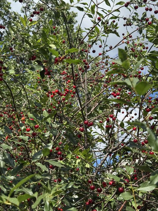 Продаю вишневые компоты