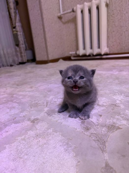 Готовятся к продаже котята скотиш фолд и скотиш страйт  девочка