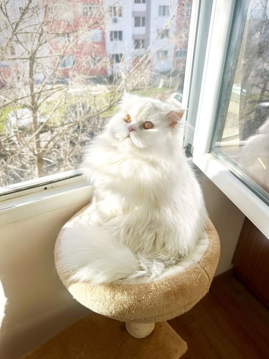 Бял персийски котарак за разплод