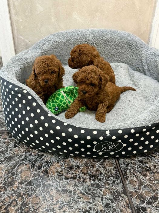 Пудел той/мини червен