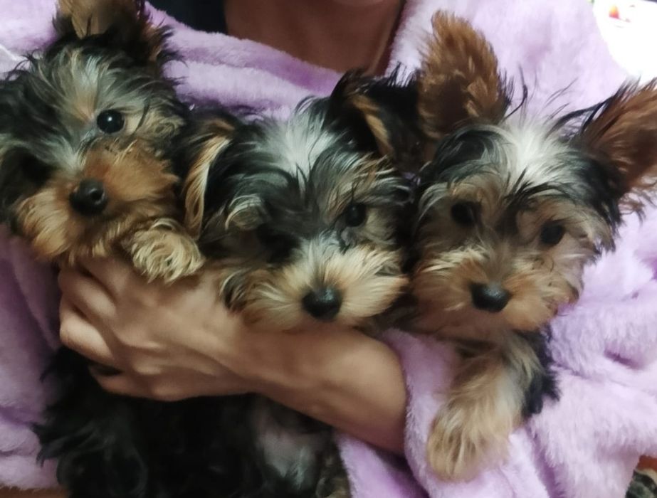 Малыши йоркширский терьер Чистокровные документами клеймом есть рассро