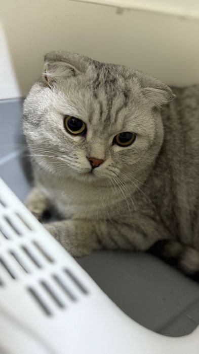 Вислоухий кот…..