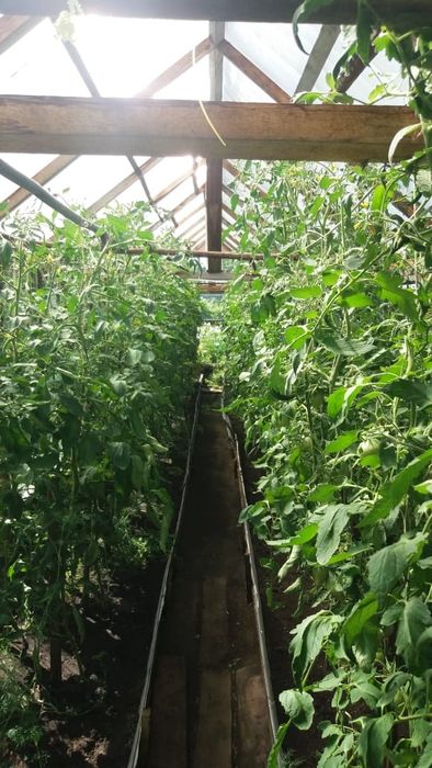 Продам дачу в с/о Борки