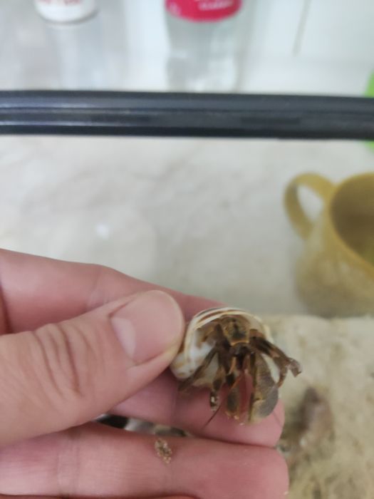 Рачки-отшельники вместе с террариумом