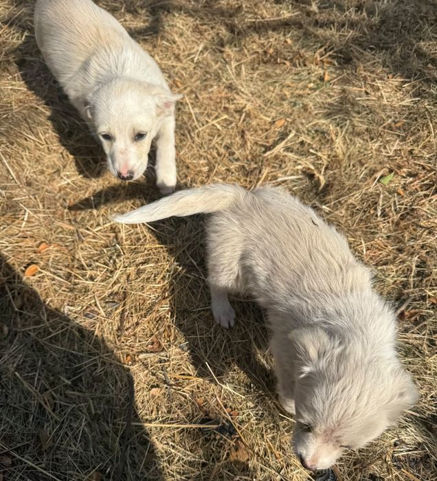 Cățeluși adorabili își caută o familie!
