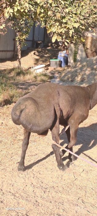 Kelishtirib beriladi narxi xamyon bob