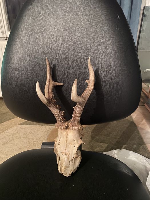 Trofeu coarne caprior cerb