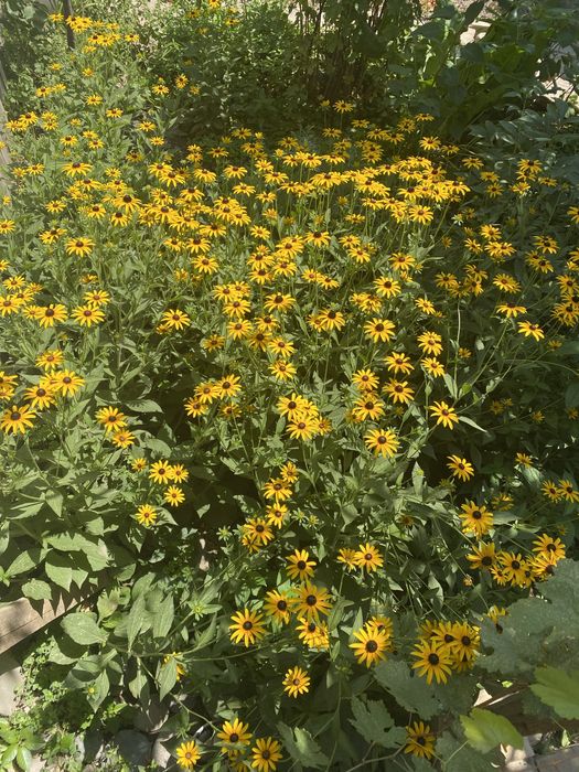 Рудбекия (Rudbeckia)