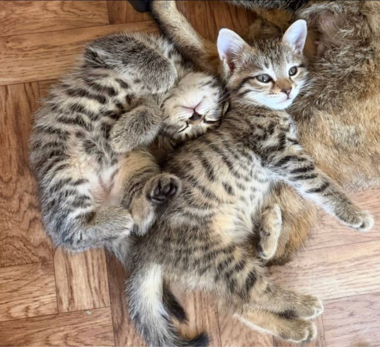 Кошки маленький.