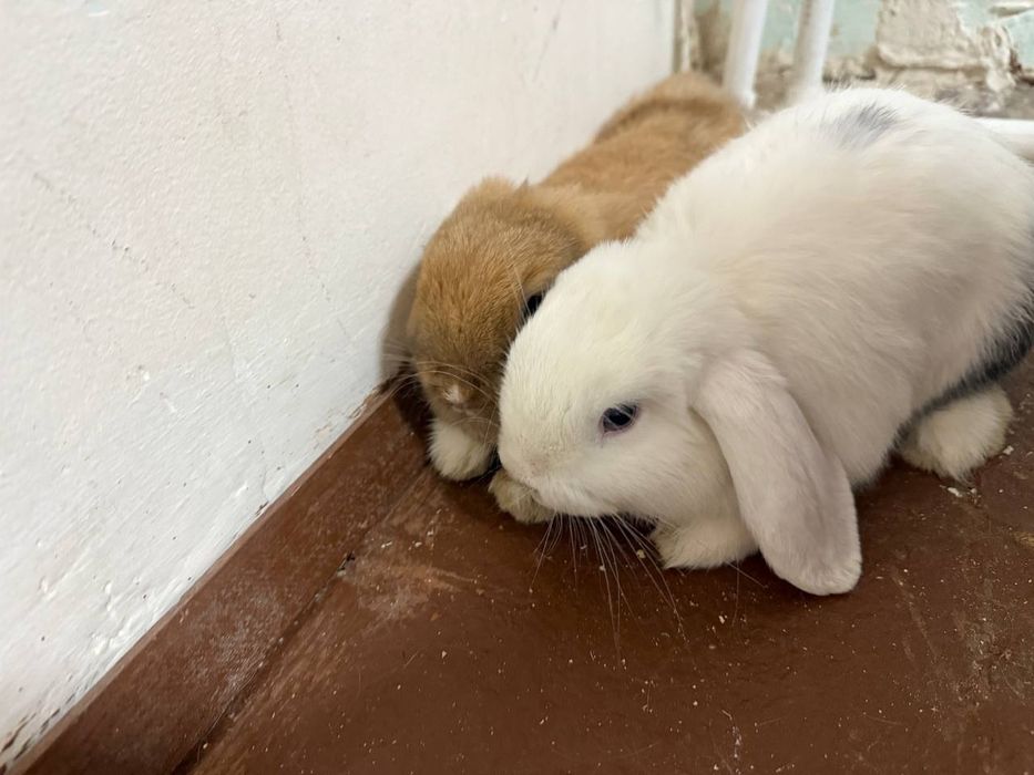 Quyonlar oq rangi Angliya jigarrangi Shvetsiya zottor quyonlar 100 $