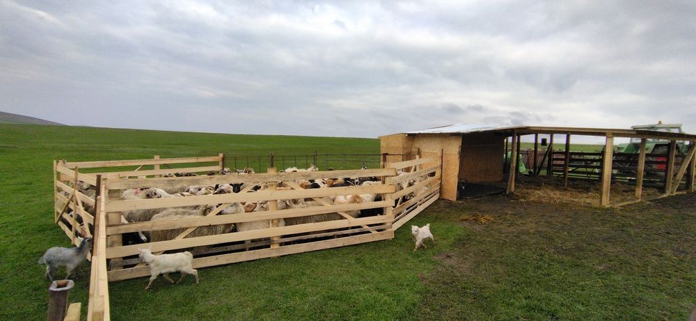 Produse lactate bio: Cas / Urda / Lapte Capra - Livrare la domiciliu