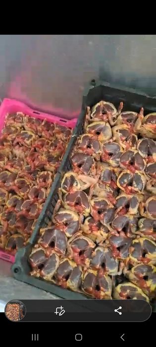 Сизие дикие голуби