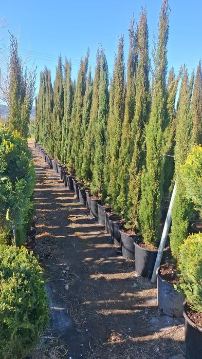 Vând plante ornamentale tuia leylandii asiguram transport în toată țar