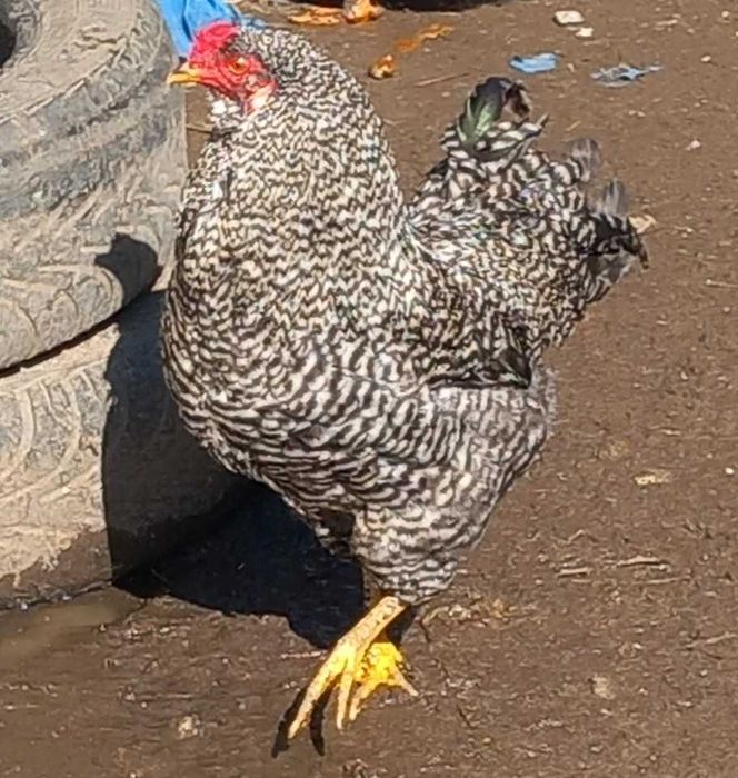 Cocosi tineri de vanzaarare