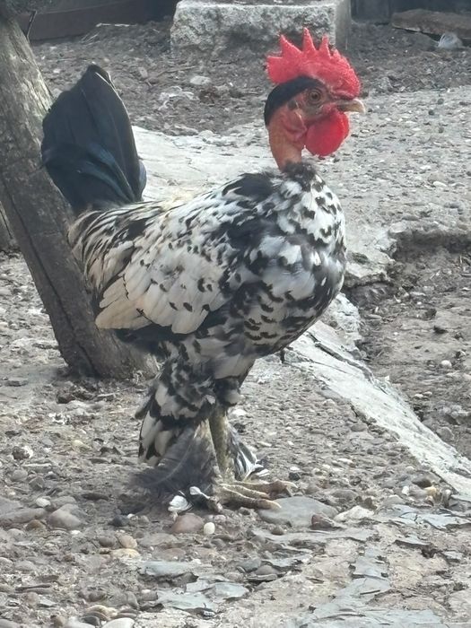 Disponibile perechi de gaini pitice si cocosi separat