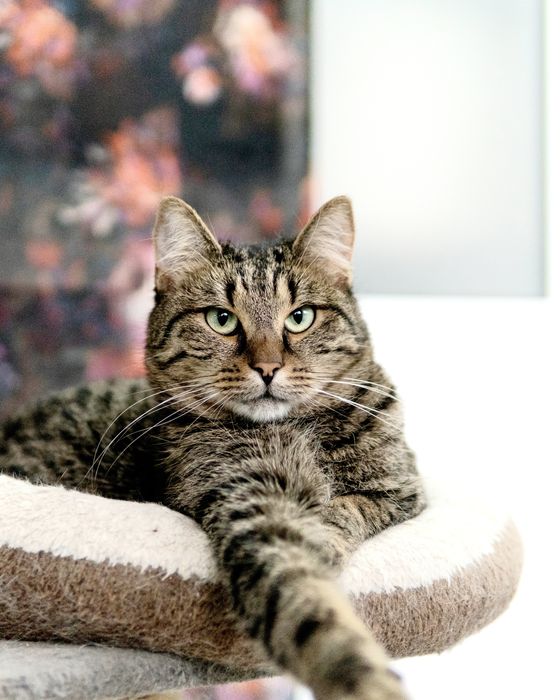 Кроткият Рико на 2,5 г. търси дом, кастриран