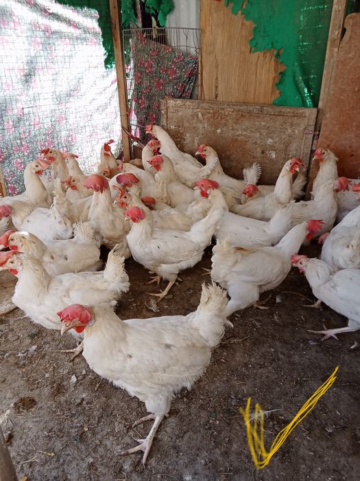 Tuhum yoʻnalishida 7 oylik tovuqlar sotiladitiladi