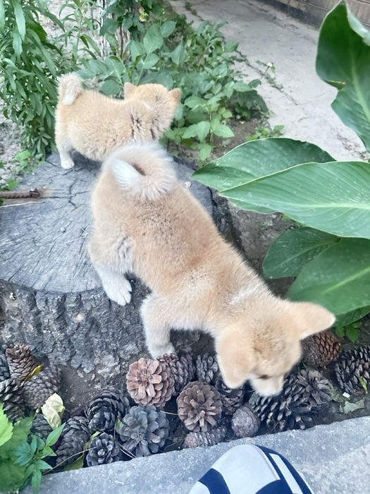 Японская Акита Ину- хатико