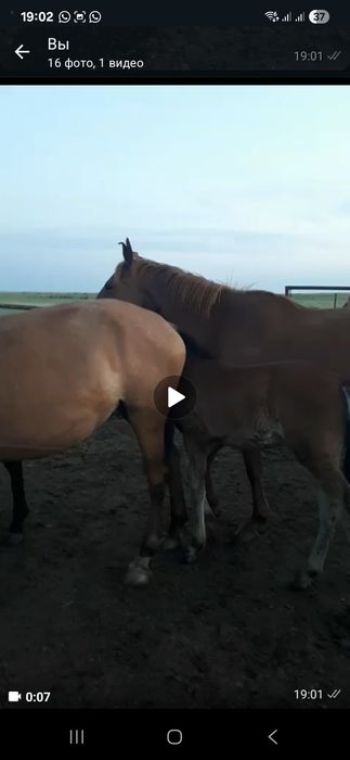 Продам лошадей с жеребятами