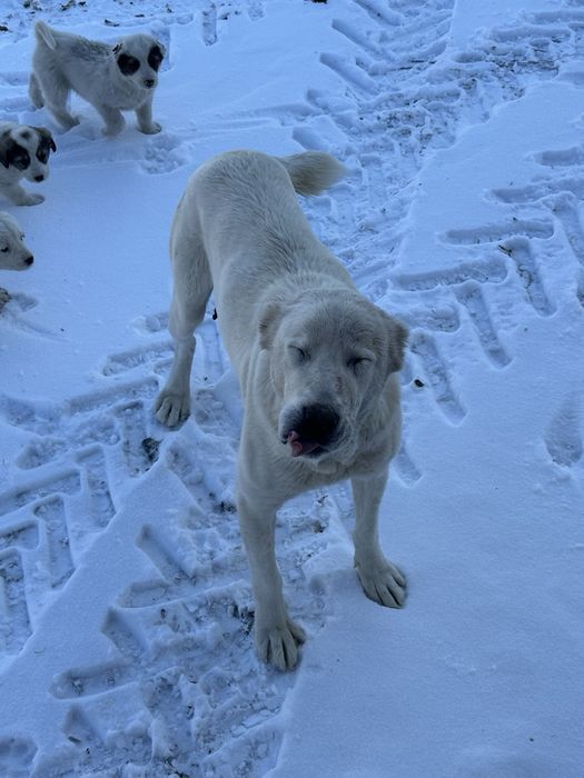 Собака алабай сатылады