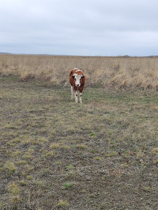 Продаю тайынша и коров