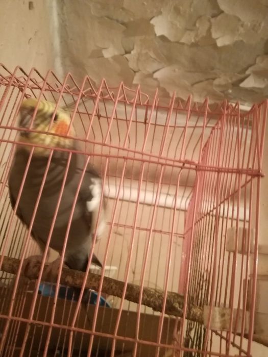 Птица тропик домашнее .. Капелла.