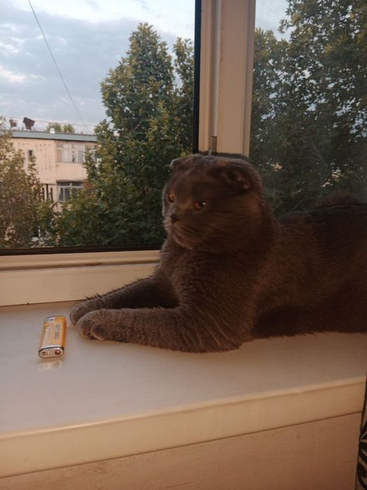 Ищем кошечку для вязки