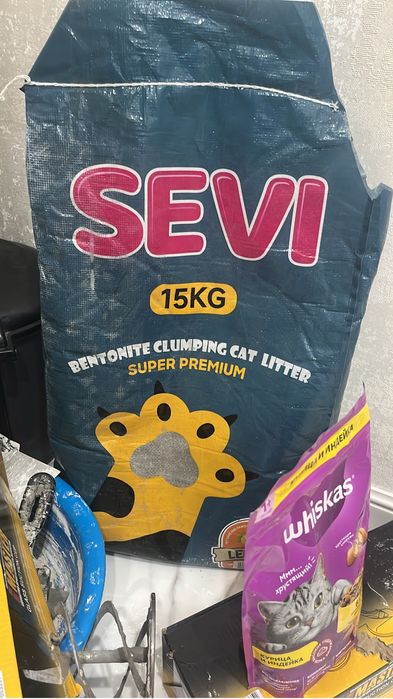 Шотландская прямоухая