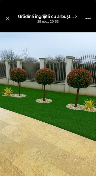 Gazon rulou  20 lei mp