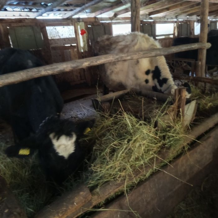 Vaci Holstein de vanzare