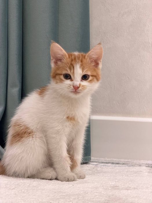 Котенок 4 месяца