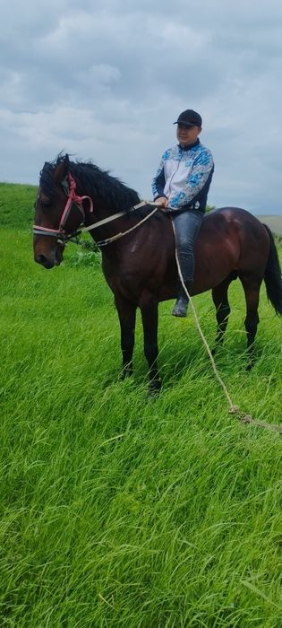 Кокпар ат сатылады 5 жасар срочна