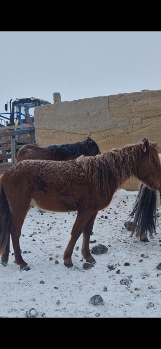 Продам жеребцов количество 8 голов