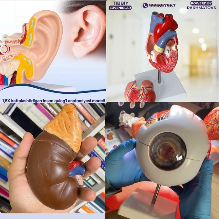 Ko‘z mulaj. Глаз анатомический муляж