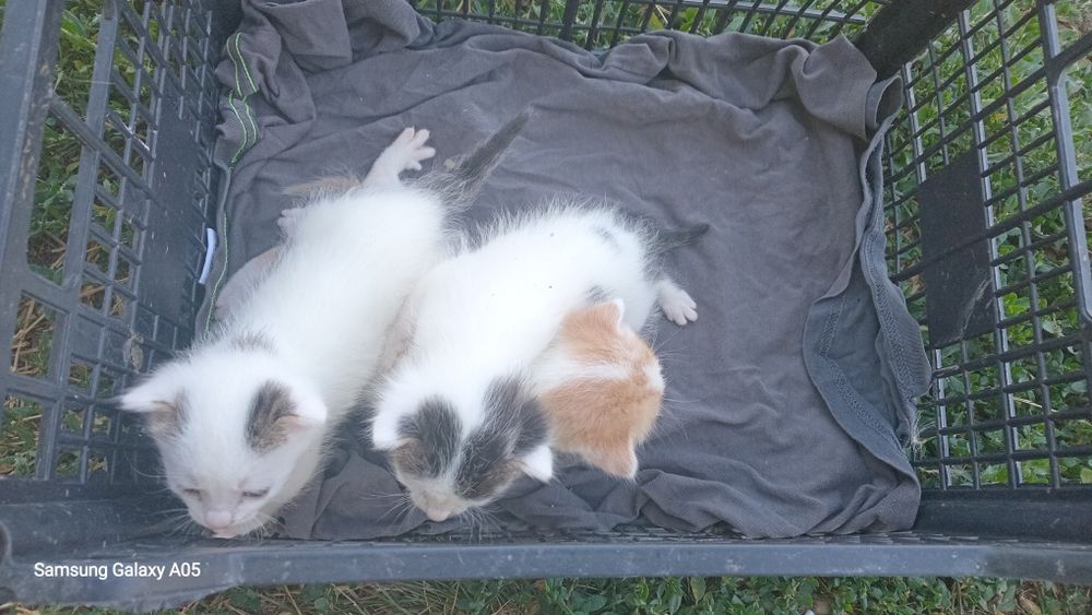 Donez mama pisica plus 3 puiuti