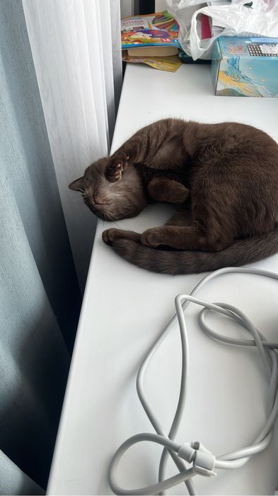 Отдам кошку в добрые руки