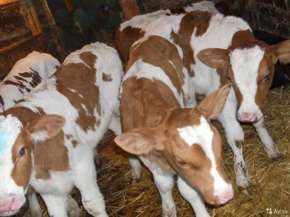 Симментал бұзаулар