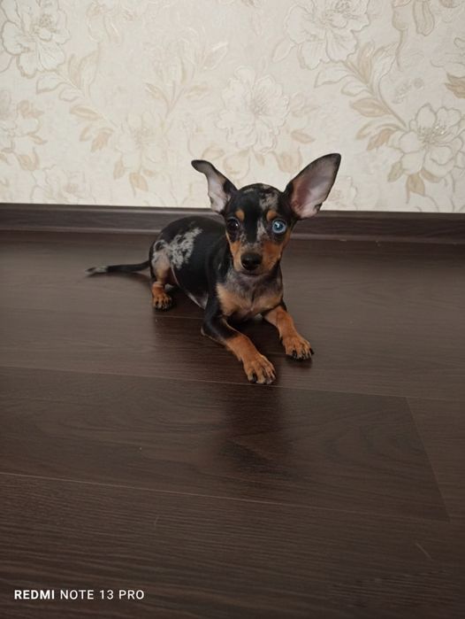 Тойчик щенок с документами