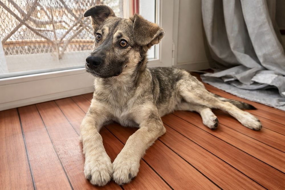 Пес Лакки — добрый и весёлый подросток