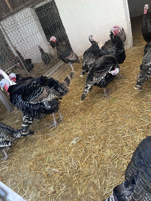 Vand curcani , greutate intre 15/20 kg